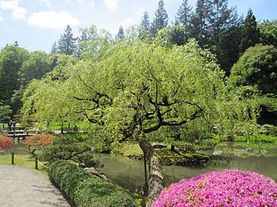 Japanese garden view 2