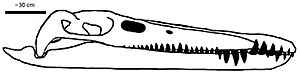 Kronosaurus skull (QM F18827)