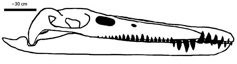 Kronosaurus skull (QM F18827)