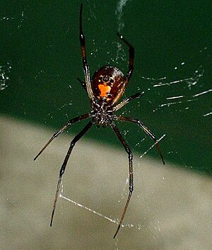 Latrodectus mactans 2