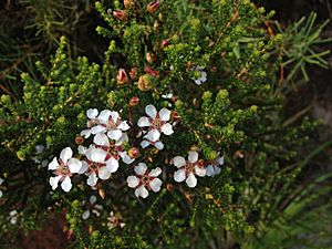 Leptospermum epacridoideum.jpg