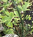Leycesteria formosa deeply-lobed leaves