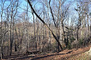 Looking NW at Arlington Woods - Section 29 - Arlington National Cemetery - 2013-01-18
