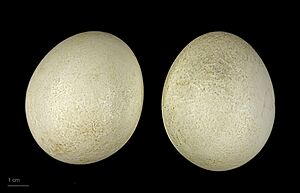 Lophodytes cucullatus MHNT.ZOO.2010.11.33.2