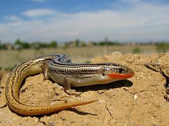 Many Lined Skink