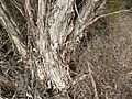 Melaleuca lateriflora (bark)
