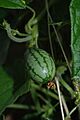 Melothria scabra fruit