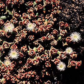 Mesembryanthemum crystallinum 1983-1