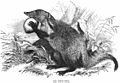 Mongoose - Project Gutenberg eBook 11921