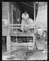 Mrs. Butler Phillips, wife of miner, dressing a chicken on back proch of her home in company housing project. Adams... - NARA - 540598