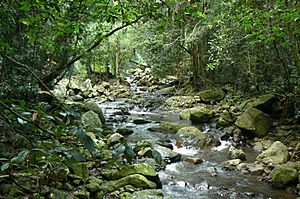 Natural Bridge, Springbrook National Park, Queensland - Cave Creek