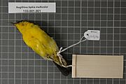 Naturalis Biodiversity Center - RMNH.AVES.126754 2 - Aegithina tiphia multicolor (Gmelin, 1789) - Irenidae - bird skin specimen