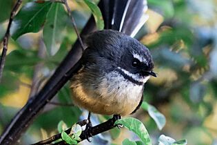 New Zealand Fantail or Piwakawaka 01