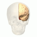 Occipital lobe animation small