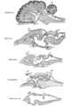 Origin of Vertebrates Fig 019