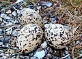 Oystercatcher Eggs Norway