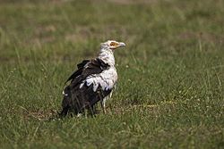 Palm-nut Vulture - Murchison Falls NP - Uganda 06 5600 (15280673919).jpg