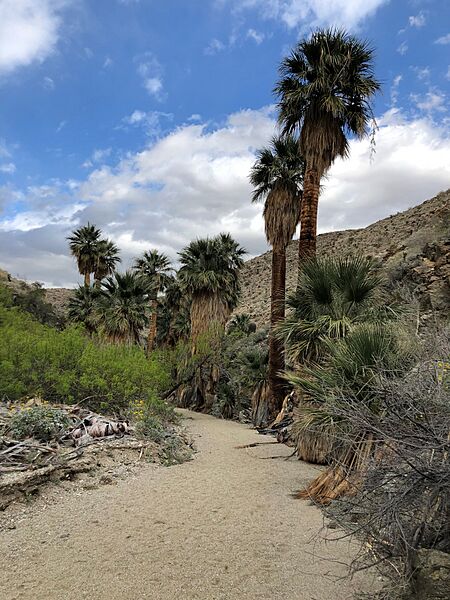 Palm Desert Arroyo
