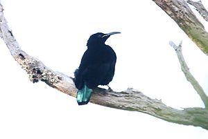 Paradise riflebird Facts for Kids