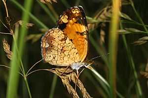 Phyciodes tharos 5