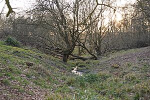 Plashes Wood 8