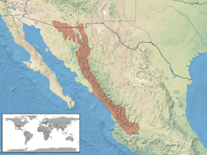 Plestiodon callicephalus distribution.png