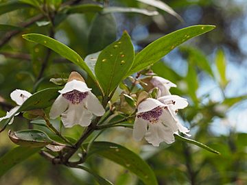 Prostanthera lasianthos 'Point Lookout'
