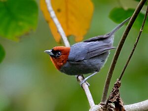 Pyrrhocoma ruficeps - Chestnut-headed Tanager (male); São Bento do Sapucai, São Paulo, Brazil.jpg