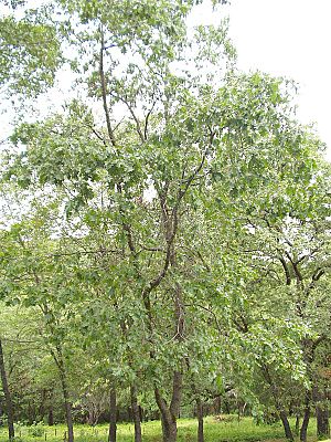 Quercus kelloggii (tree)