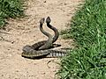 Rattlesnake Dance 01