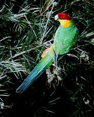 Red-Capped-Parrot 0004 flat web