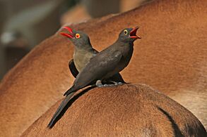 Red-billed oxpeckers (Buphagus erythrorynchus) adult (L) sub-adult (R) on impala