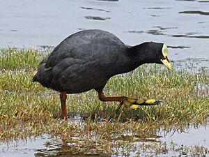 Red-gartered Coot RWD5