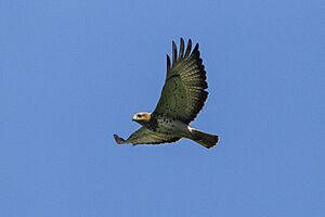 Red-necked Buzzard - Shai Hills - Ghana 14 S4E1157.jpg