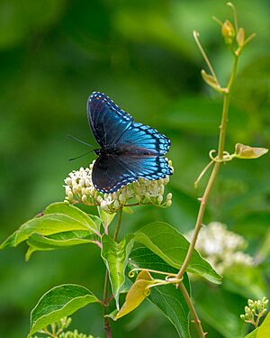 Red-spotted Admiral imported from iNaturalist photo 272971495 on 1 August 2024