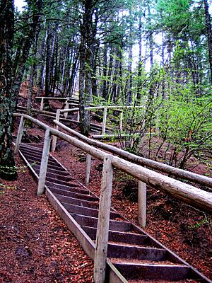 Red Carpet Stairway
