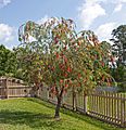 Red bottlebrush tree in Florida crop