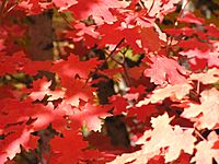 Red leaves (Acer grandidentatum) - Little Cottonwood Canyon, Utah (2003)