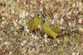 Rock Parrots Eating Grass Seed, Neophema petrophila, Cape Leeuwin, Western Austalia, 2017