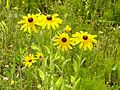 Rudbeckia hirta