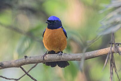 Rufous-bellied niltava in Nepal