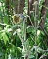 RugelsRagwort