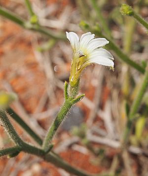 Scaevola basedowii.jpg