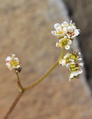 Sierra saxifrage Saxifraga aprica close