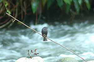 Smoke-colored Pewee 2015-06-04 (1) (39598674034)