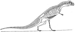 Streptospondylus cuvieri