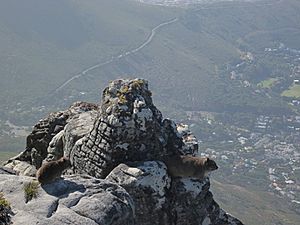Table Mountain Dassies