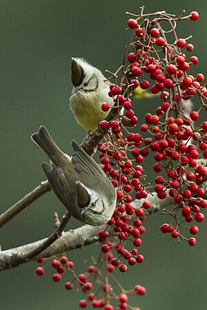 Taiwan Yuhina - Taiwan S4E8280 (18926478463).jpg