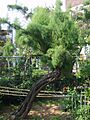 Tamarix chinensis 03