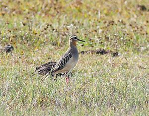 Tawny-throated Dotterel.jpg